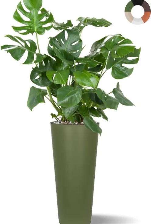 Grote Monstera in hoge pot