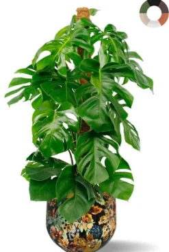Grote Monstera in sierpot