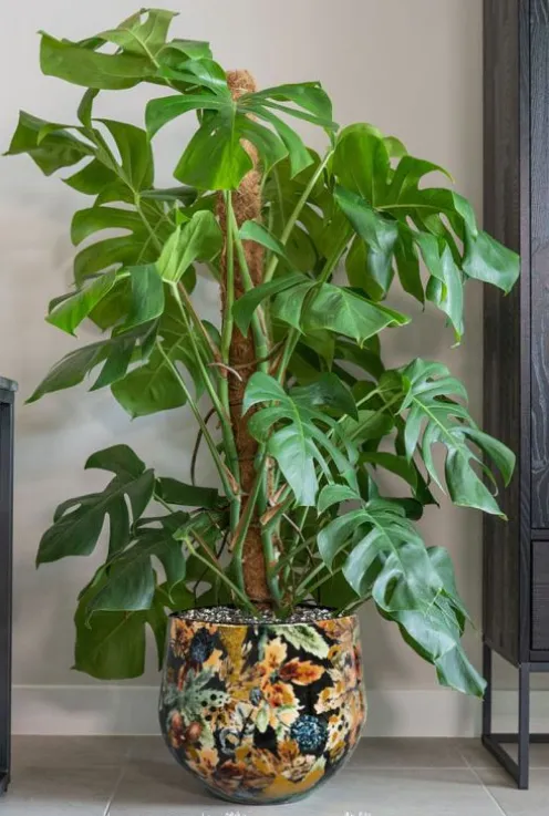 Grote Monstera in sierpot