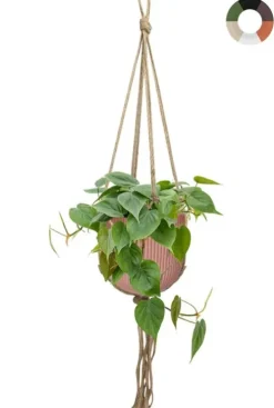 Hangplant in pot