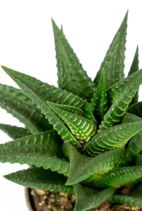 Haworthia Limifolia - Stekje
