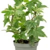 Hedera helix White - Stekje