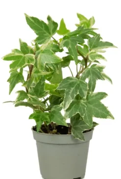 Hedera helix White - Stekje