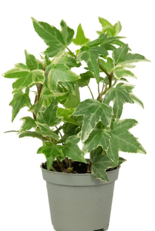 Hedera helix White - Stekje