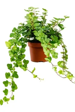 Hedera Helix Wonder - Klimop