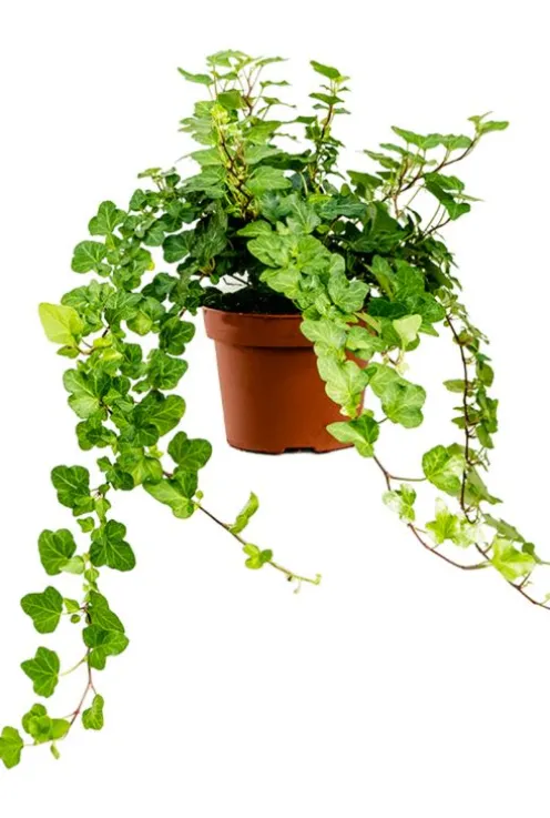 Hedera Helix Wonder - Klimop