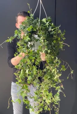Hedera helix wonder - Klimop