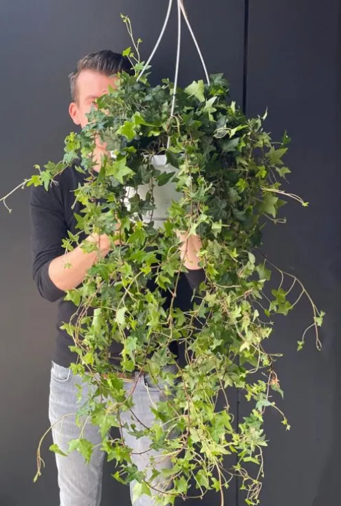 Hedera helix wonder - Klimop