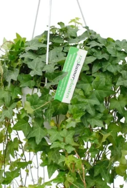 Hedera helix wonder - Klimop