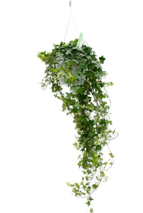 Hedera helix wonder - Klimop