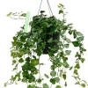 Hedera Wonder - Klimop