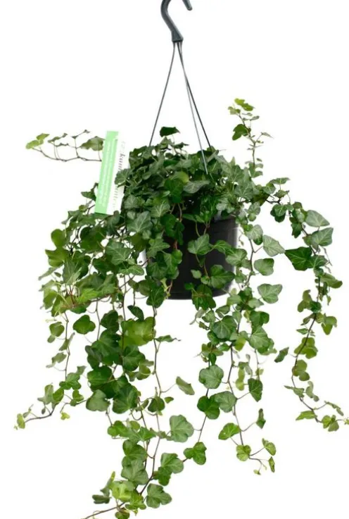 Hedera Wonder - Klimop