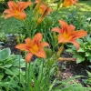 Hemerocallis Sammy Russell - Daglelie