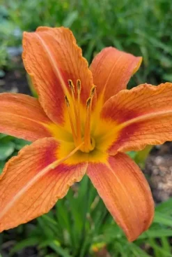 Hemerocallis Sammy Russell - Daglelie