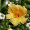 Hemerocallis 'Stella de Oro' - Daglelie