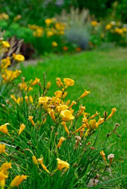 Hemerocallis 'Stella de Oro' - Daglelie
