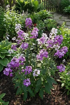 Hesperis matronalis Violet - Nachtschone