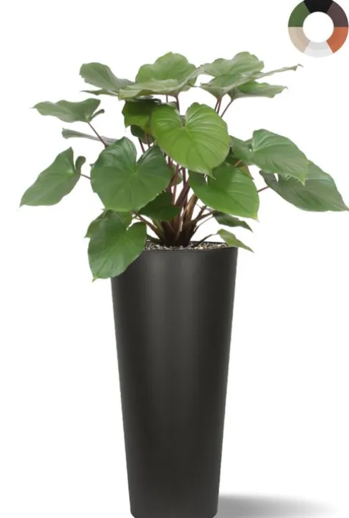 Homalomena in hoge pot