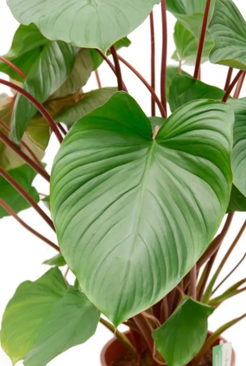 Homalomena rubescens Maggy