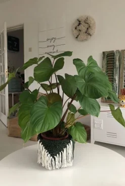 Homalomena rubescens Maggy