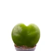 Hoya Kerrii - Stekje