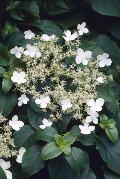 Hydrangea anomala petiolaris - Hortensia