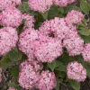 Hydrangea Arborescens. 'Ruby Annabelle' - Hortensia