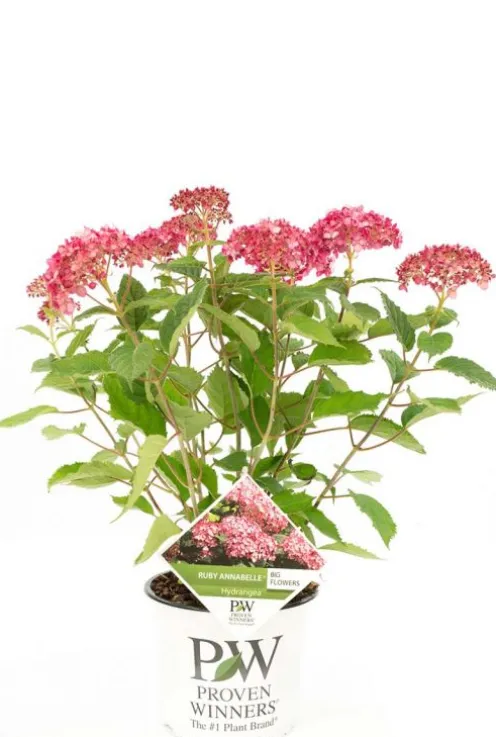 Hydrangea Arborescens. 'Ruby Annabelle' - Hortensia