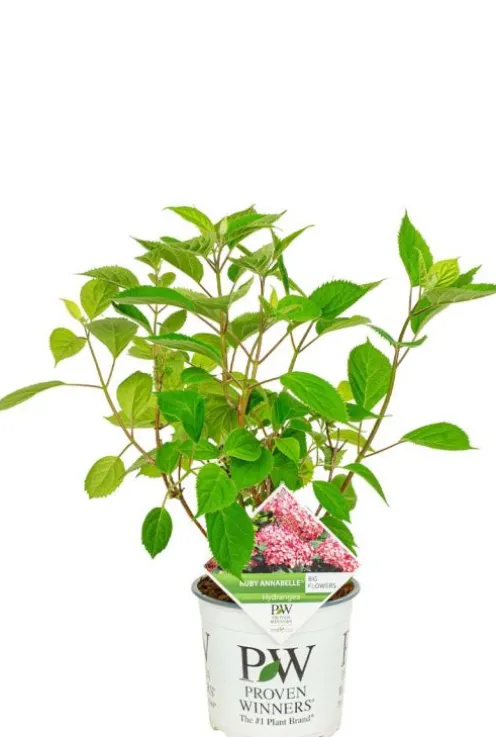 Hydrangea Arborescens. 'Ruby Annabelle' - Hortensia