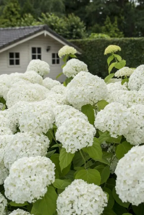 Hydrangea Arborescens 'Strong Annabelle' - Hortensia