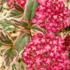 Hydrangea serrata Euphoria 'Pink'