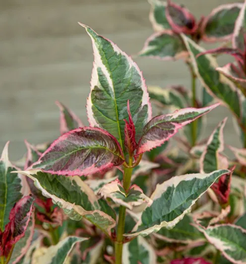 Hydrangea serrata Euphoria 'Pink'