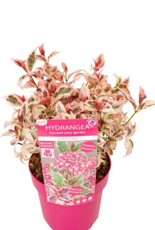 Hydrangea serrata Euphoria 'Pink'