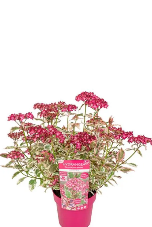 Hydrangea serrata Euphoria 'Pink'