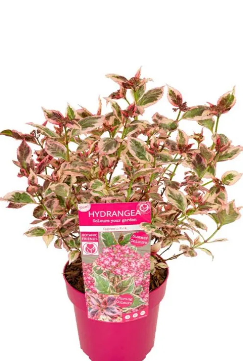Hydrangea serrata Euphoria 'Pink'