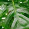 Hydroplant Monstera Pertusum in pot - Gatenplant
