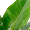 Hydroplant Philodendron in pot
