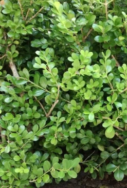 Ilex crenata 'Jenny' - Japanse hulst