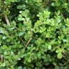 Ilex crenata 'Jenny' 6-Pack - Japanse hulst