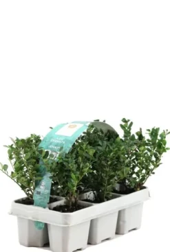 Ilex crenata 'Jenny' 6-Pack - Japanse hulst