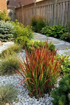 Imperata cylindrica Red Baron - Japans bloedgras