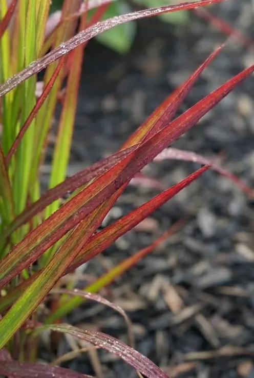 Imperata cylindrica Red Baron - Japans bloedgras