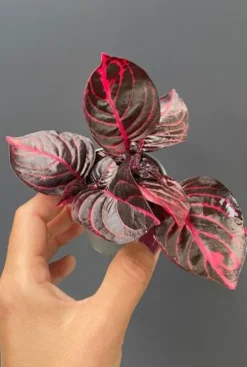 Iresine Herbstii Bloodleaf - Stekje