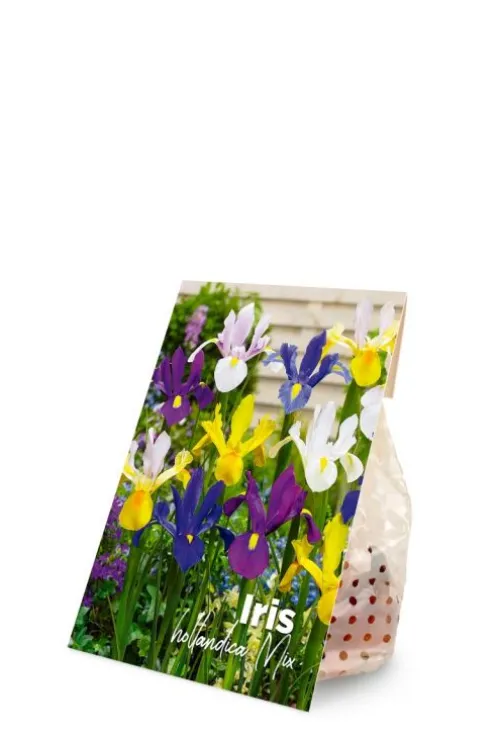 Iris Hollandica mix - 50 bollen