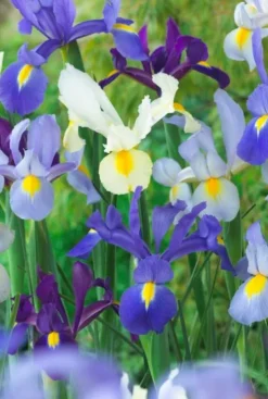 Iris Hollandica mix - 50 bollen
