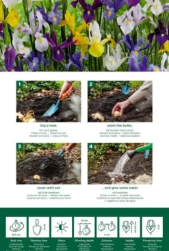 Iris Hollandica mix - 50 bollen