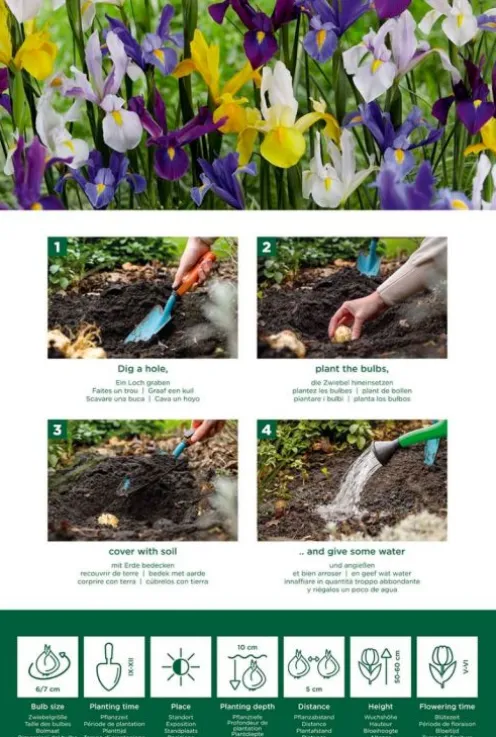 Iris Hollandica mix - 50 bollen