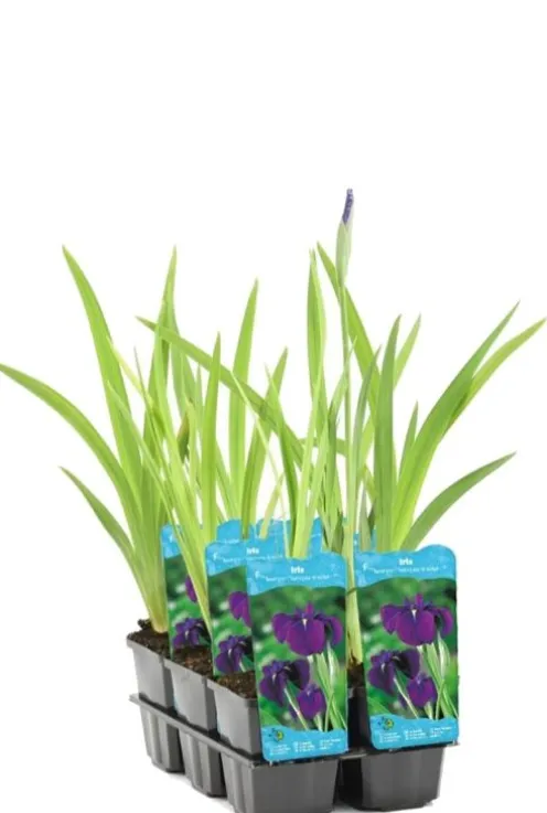 Iris Kaempferi