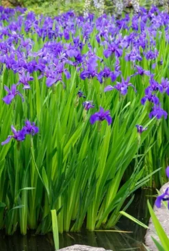 Iris Kaempferi