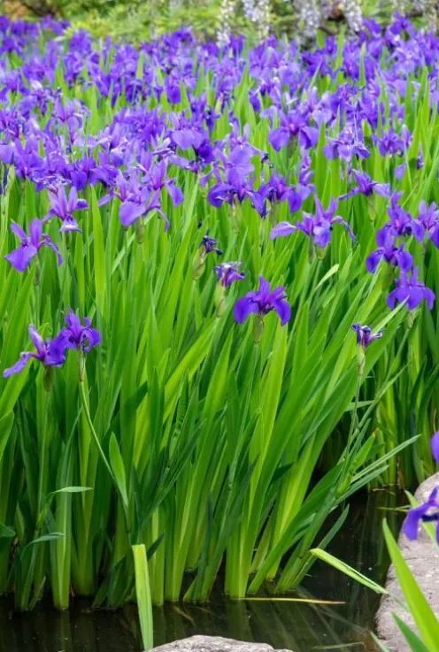 Iris Kaempferi